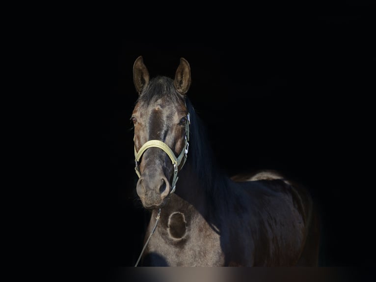 Minorchino Castrone 6 Anni 163 cm Morello in Laren