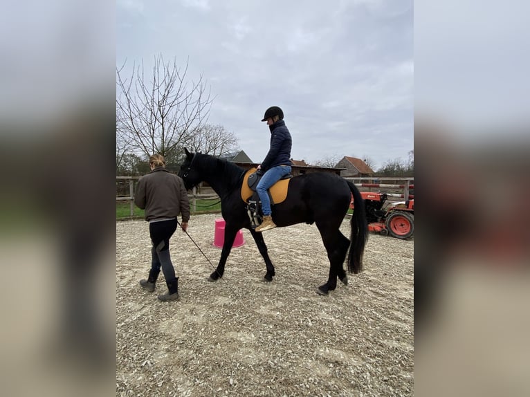 Minorchino Castrone 6 Anni 163 cm Morello in Laren