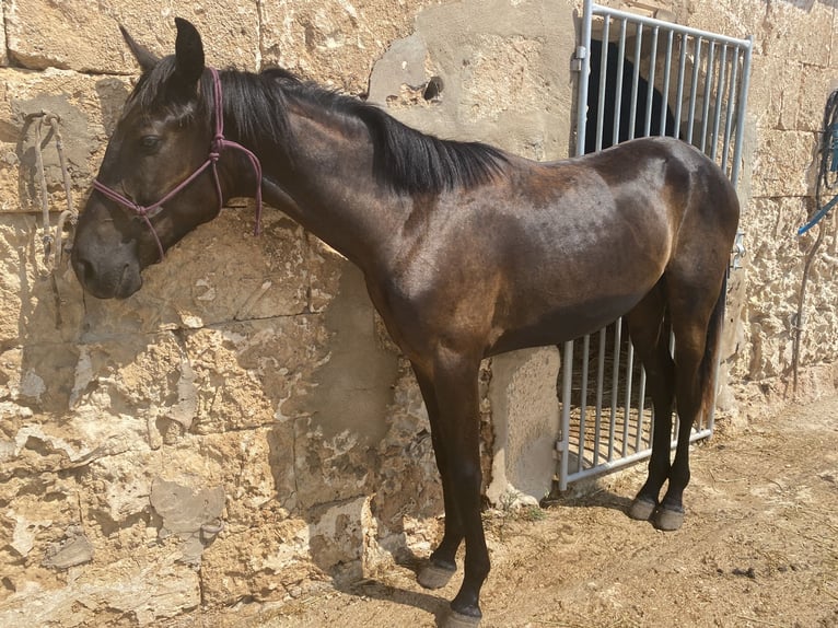 Minorchino Castrone 6 Anni 163 cm Morello in Laren