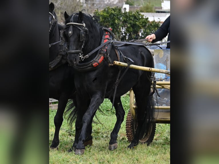 Minorchino Castrone 9 Anni 159 cm Morello in Menorca