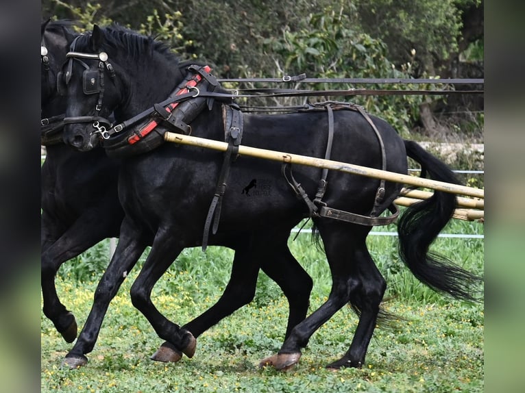 Minorchino Castrone 9 Anni 159 cm Morello in Menorca