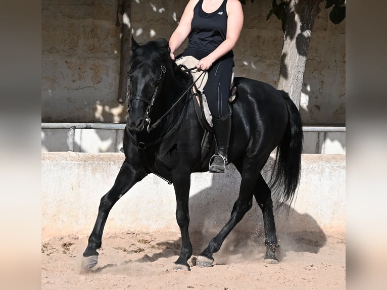 Minorchino Castrone 9 Anni 159 cm Morello in Menorca