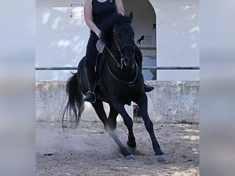 Minorchino Castrone 9 Anni 159 cm Morello in Menorca