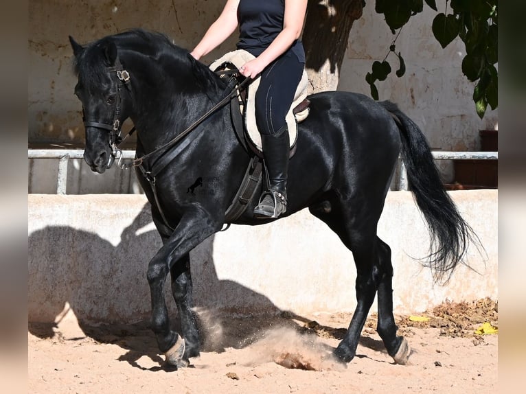 Minorchino Castrone 9 Anni 159 cm Morello in Menorca