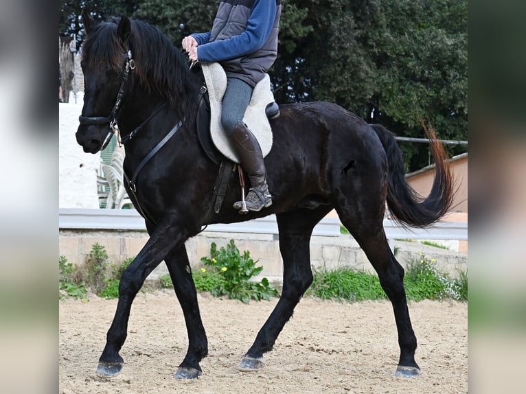 Minorchino Castrone 9 Anni 165 cm Morello in Menorca