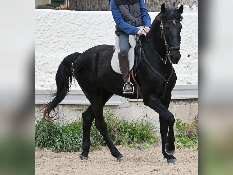 Minorchino Castrone 9 Anni 165 cm Morello in Menorca