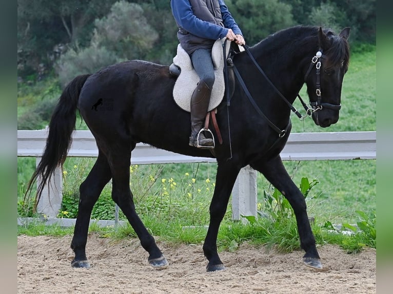 Minorchino Castrone 9 Anni 165 cm Morello in Menorca