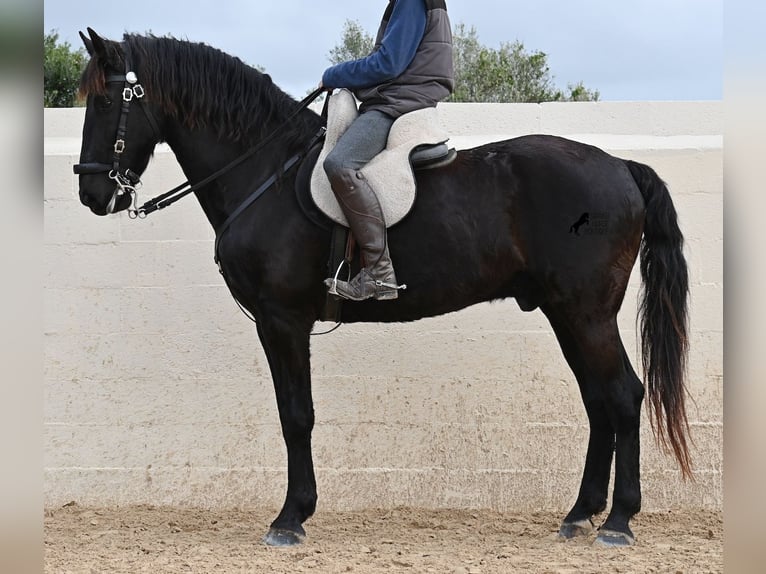 Minorchino Castrone 9 Anni 165 cm Morello in Menorca