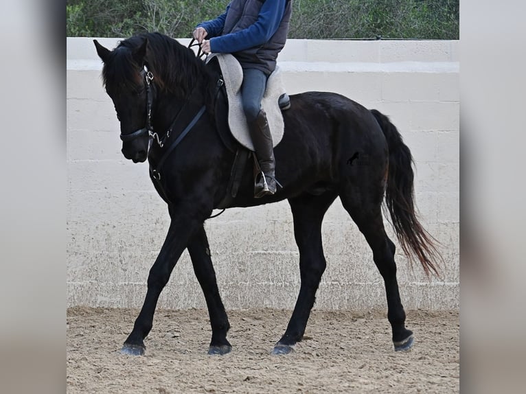 Minorchino Castrone 9 Anni 165 cm Morello in Menorca