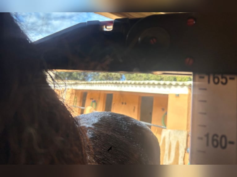 Minorchino Castrone 9 Anni 165 cm Morello in Menorca