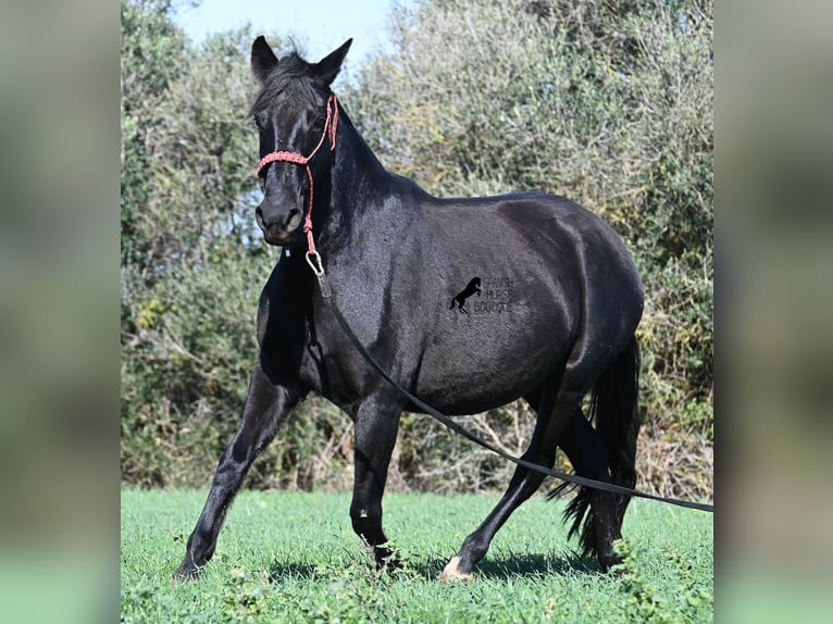 Minorchino Giumenta 10 Anni 154 cm Morello in Menorca
