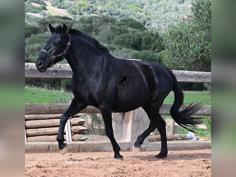 Minorchino Giumenta 10 Anni 156 cm Morello in Menorca
