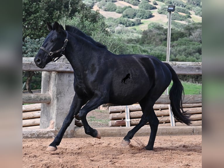Minorchino Giumenta 10 Anni 156 cm Morello in Menorca