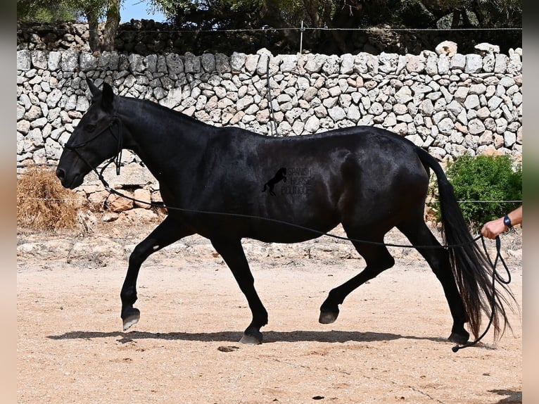Minorchino Giumenta 11 Anni 156 cm  in Menorca