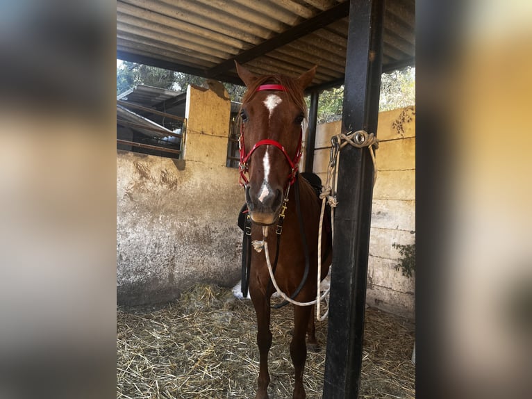 Minorchino Giumenta 13 Anni 165 cm Sauro in Barcelona