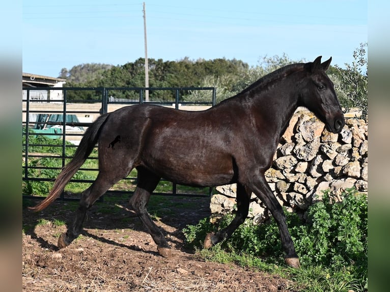 Minorchino Giumenta 19 Anni 160 cm Morello in Menorca