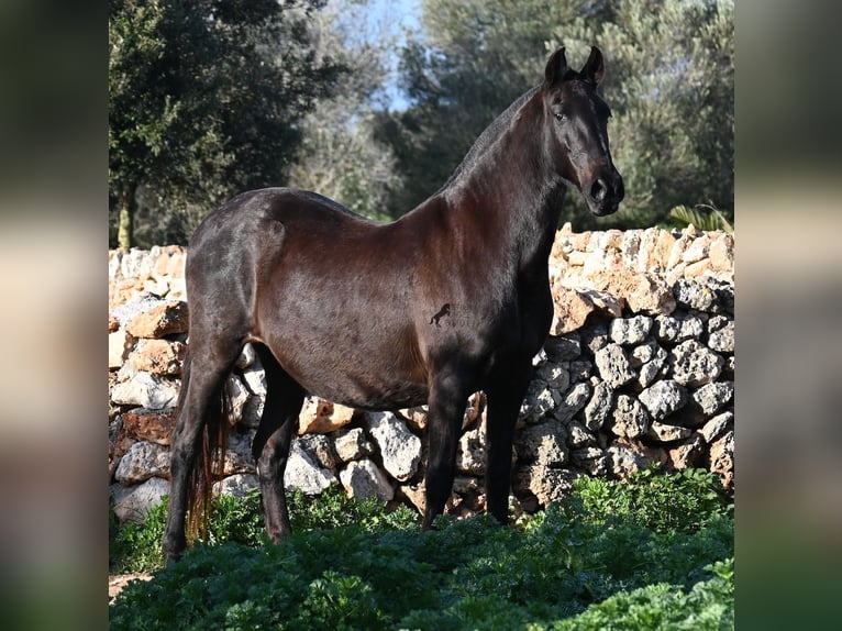 Minorchino Giumenta 19 Anni 160 cm Morello in Menorca