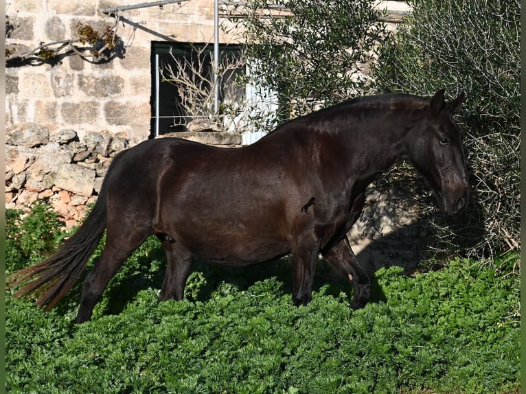 Minorchino Giumenta 19 Anni 160 cm Morello in Menorca