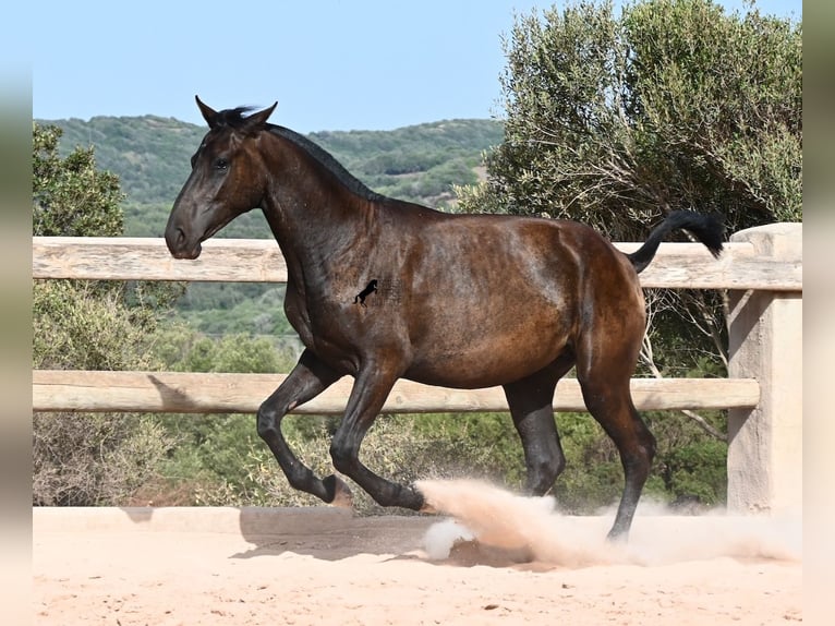 Minorchino Giumenta 1 Anno 156 cm Morello in Menorca
