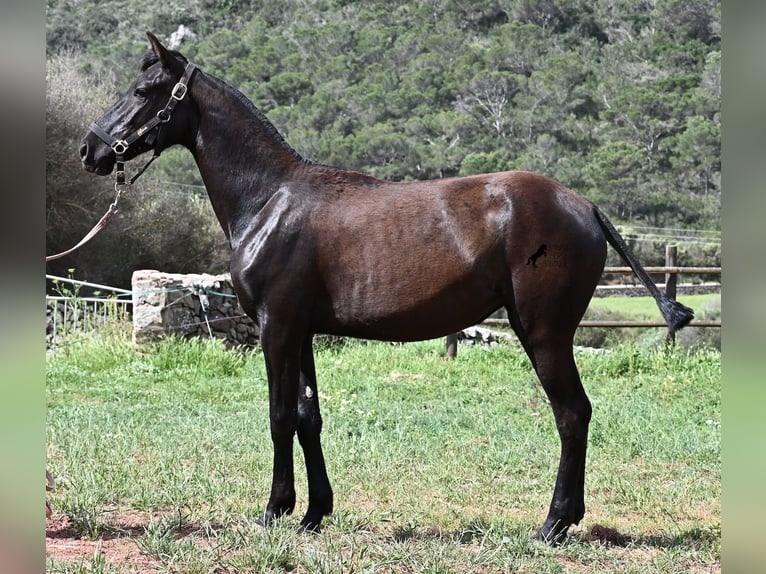 Minorchino Giumenta 1 Anno 156 cm Morello in Menorca