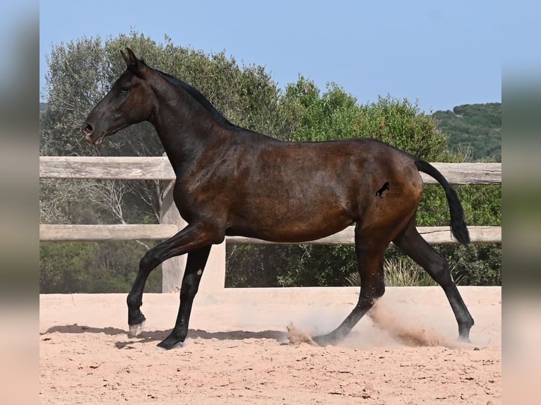 Minorchino Giumenta 1 Anno 156 cm Morello in Menorca