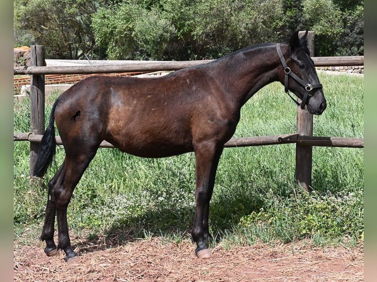 Minorchino Giumenta 1 Anno 156 cm Morello in Menorca