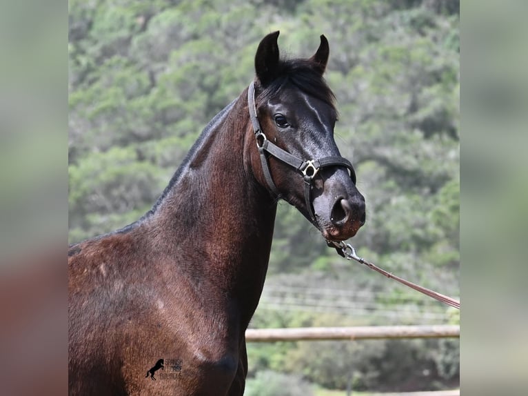 Minorchino Giumenta 1 Anno 156 cm Morello in Menorca