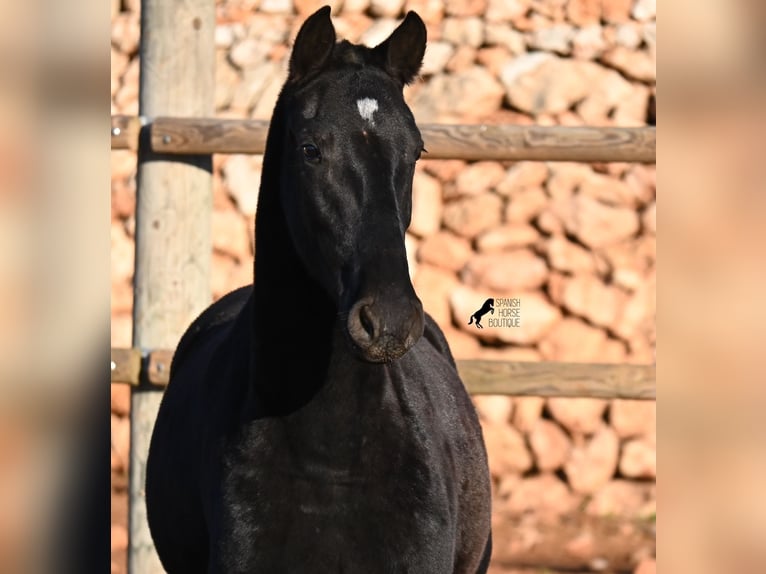 Minorchino Giumenta 1 Anno 160 cm Morello in Menorca
