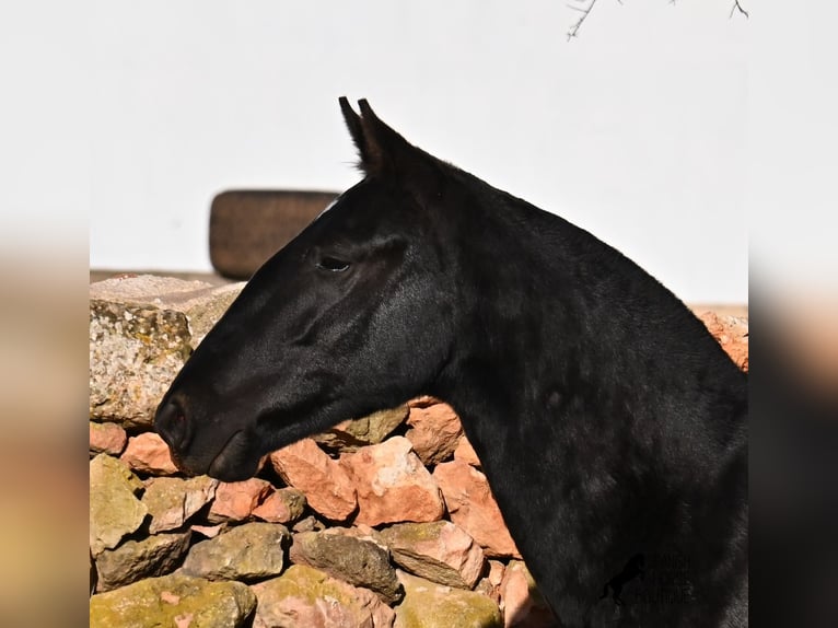 Minorchino Giumenta 1 Anno 160 cm Morello in Menorca