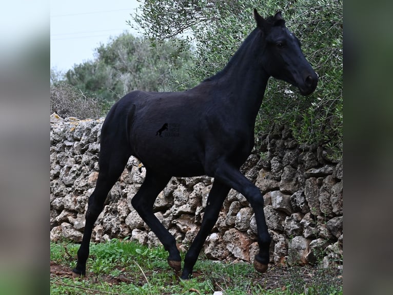 Minorchino Giumenta 1 Anno 163 cm Morello in Menorca