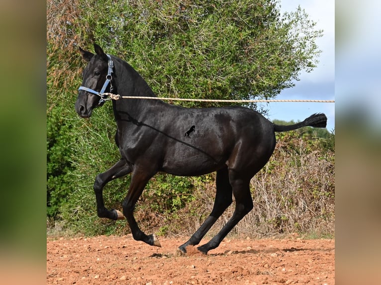 Minorchino Giumenta 1 Anno 165 cm Morello in Menorca