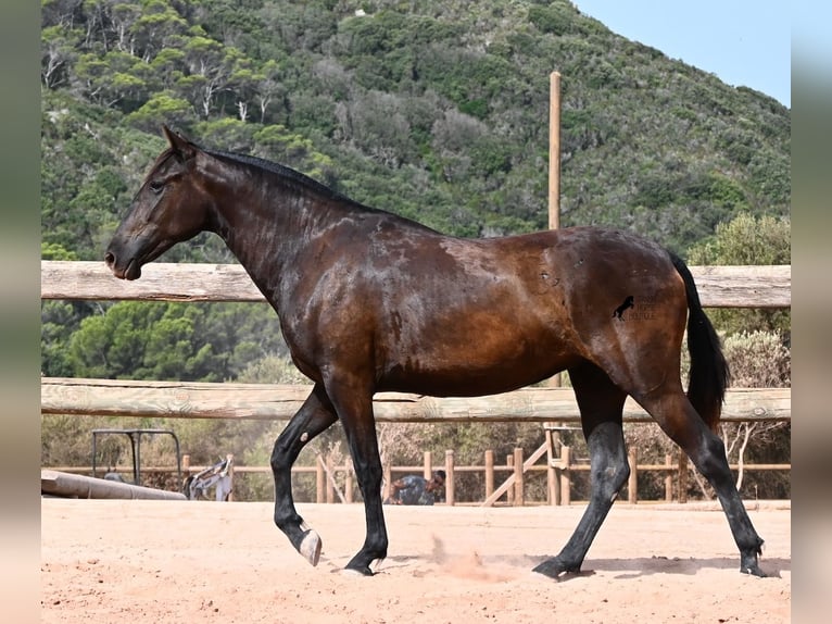 Minorchino Giumenta 2 Anni 154 cm Morello in Menorca