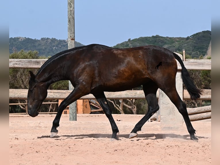 Minorchino Giumenta 2 Anni 154 cm Morello in Menorca