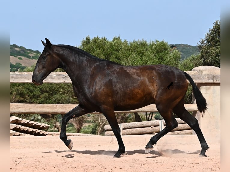 Minorchino Giumenta 2 Anni 154 cm Morello in Menorca