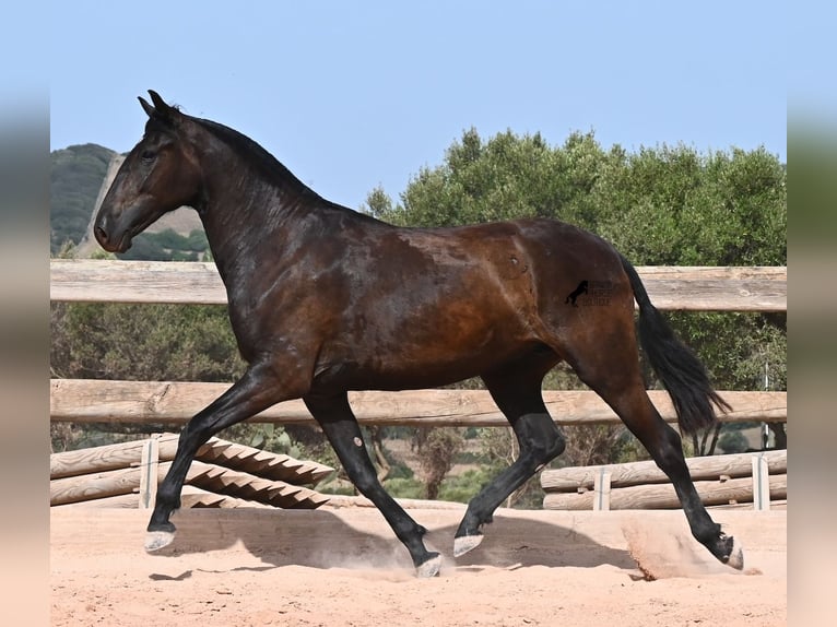 Minorchino Giumenta 2 Anni 154 cm Morello in Menorca