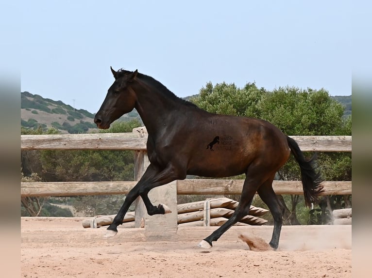 Minorchino Giumenta 2 Anni 157 cm Morello in Menorca