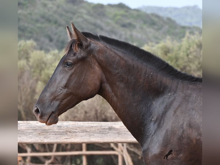 Minorchino Giumenta 2 Anni 157 cm Morello in Menorca
