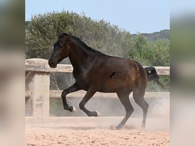 Minorchino Giumenta 2 Anni 157 cm Morello in Menorca