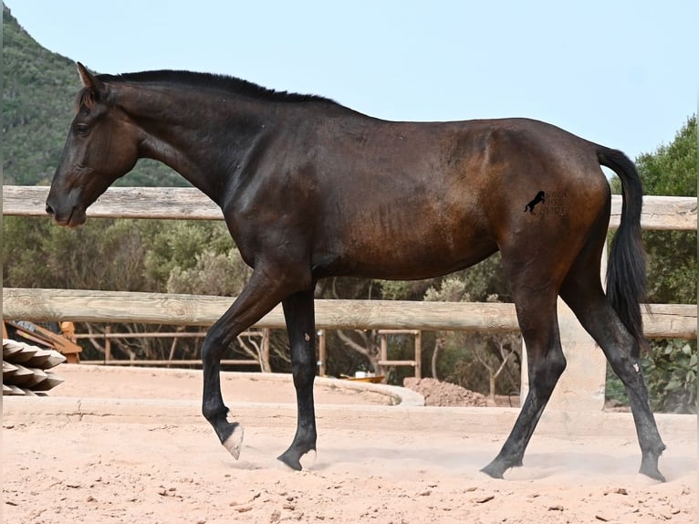 Minorchino Giumenta 2 Anni 157 cm Morello in Menorca