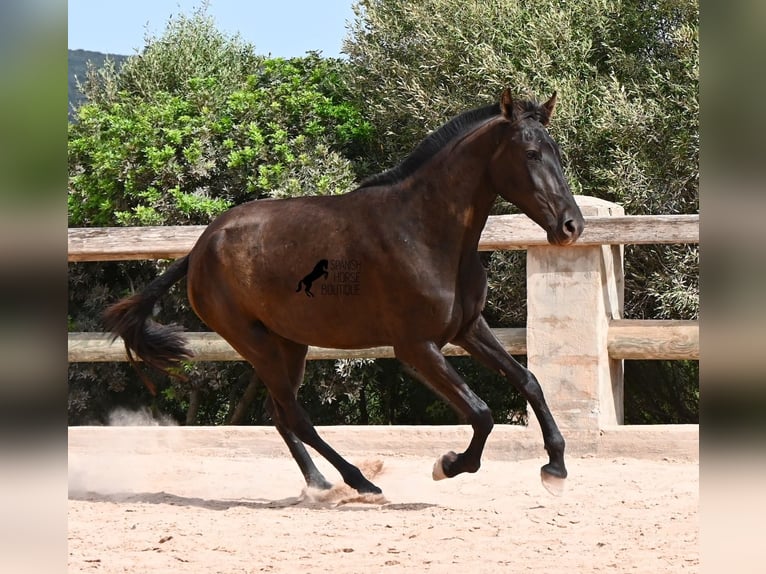 Minorchino Giumenta 2 Anni 157 cm Morello in Menorca