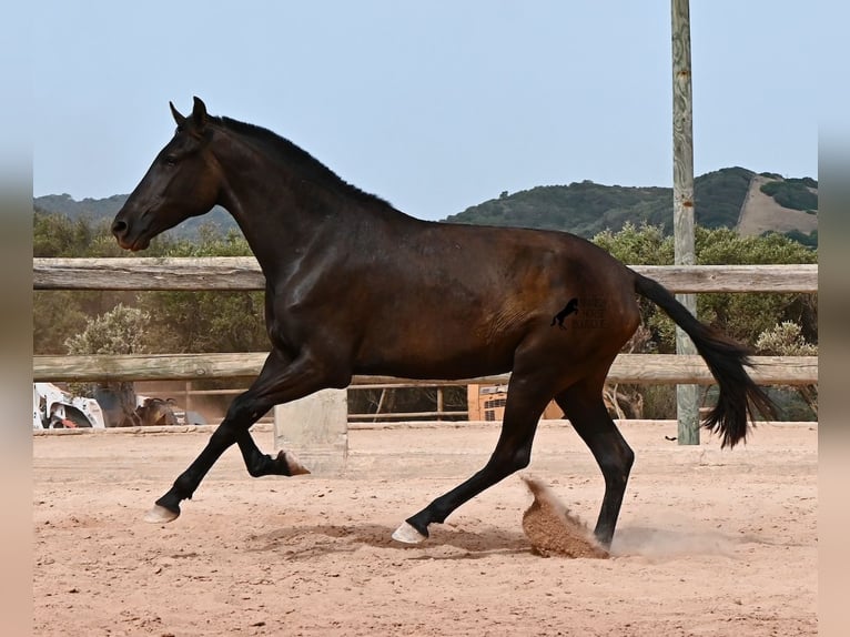 Minorchino Giumenta 2 Anni 157 cm Morello in Menorca