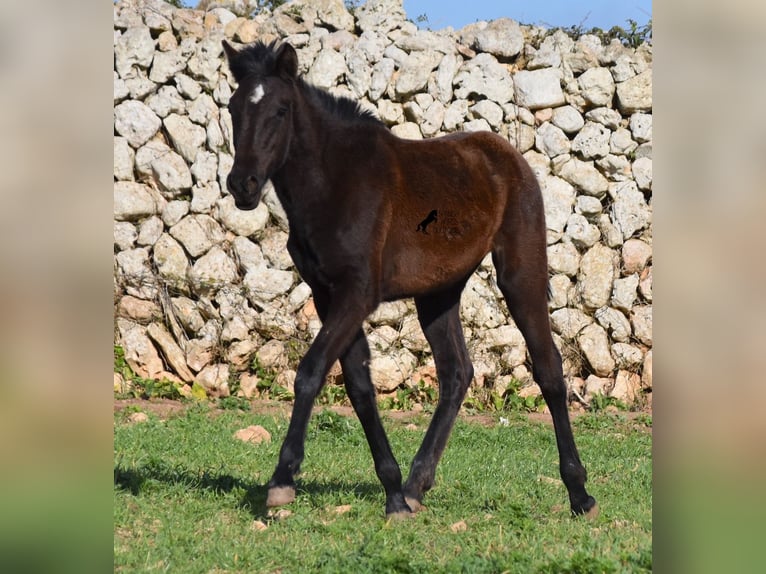 Minorchino Giumenta 2 Anni 158 cm Morello in Menorca