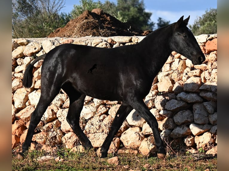 Minorchino Giumenta 2 Anni 160 cm Morello in Menorca