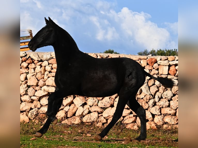 Minorchino Giumenta 2 Anni 160 cm Morello in Menorca
