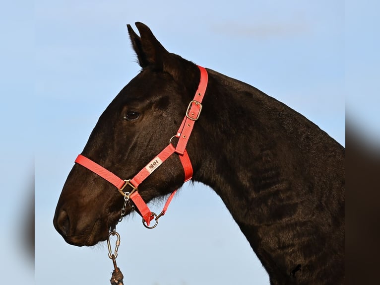Minorchino Giumenta 2 Anni 161 cm Morello in Menorca