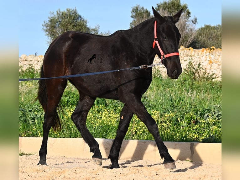 Minorchino Giumenta 2 Anni 161 cm Morello in Menorca