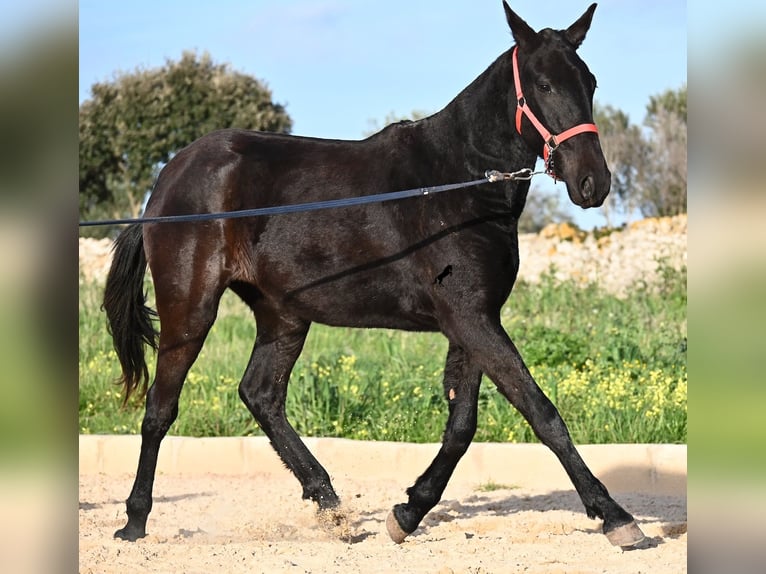 Minorchino Giumenta 2 Anni 161 cm Morello in Menorca