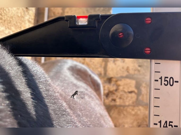 Minorchino Giumenta 3 Anni 152 cm Morello in Menorca