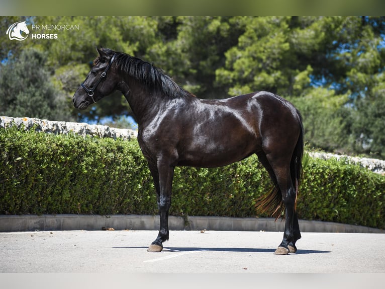 Minorchino Giumenta 3 Anni 153 cm in Menorca