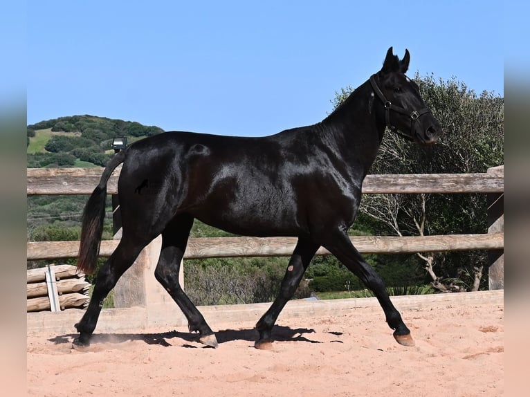 Minorchino Giumenta 3 Anni 157 cm Morello in Menorca